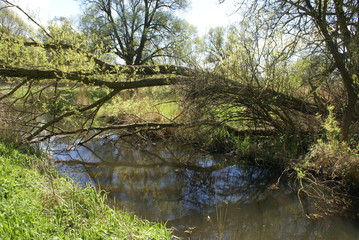 Alte Süderelbe, Querliegender Baum