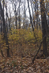 Fototapeta premium autumn forest in November waiting for winter