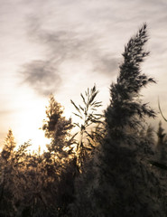 Phragmites grass on beautiful sunrise sky background.