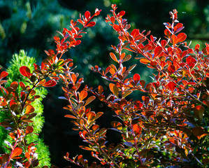 Naklejka na ściany i meble Beautiful purple foliage on curved branches of barberry Berberis thunbergii Atropurpurea on blurred background of greenery in garden. Selective focus. North Caucasus nature concept for design.