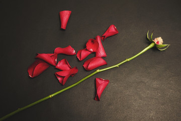 A rose stem lies on a dark surface among red rose petals. Destruction, loneliness and heartbroken...