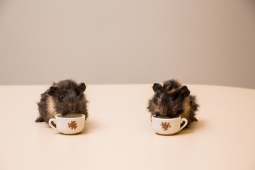 Two cute and funny guinea pig with a mug