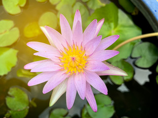 Fototapeta premium Beautiful of purple waterlily or lotus flower in Tub.