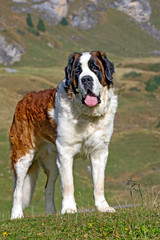 Saint Bernard Dog standing in meadow, alps, Switzerland