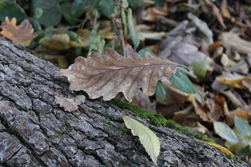 autumn leaves on the ground
