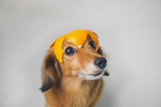 犬