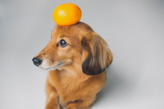 犬