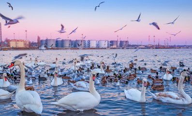 Fototapeta na wymiar Swans and ducks in a pond in an industrial area at sunset.