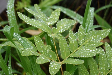 Close up of Japanese alpine plants and water drops(Japan alps / Japanese mountain)