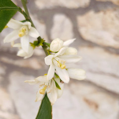 Fototapeta na wymiar kwitnący biały kwiat na tle kamienia