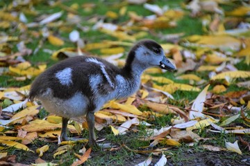 Egyptian goose baby gosling in park closeup