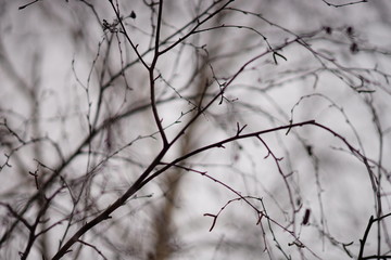 Fototapeta na wymiar Bare birch tree branches in raindrops, against the background of a grey foggy sky.