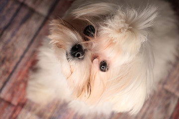 small cute white maltese puppy looking up at camera - obrazy, fototapety, plakaty