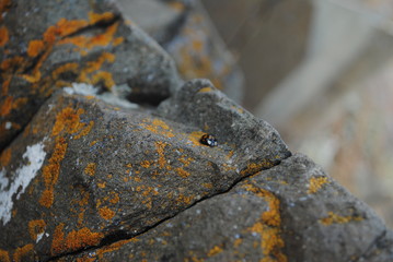 God's little cow on the stones