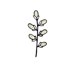 Single hand drawn floral element, willow twig. Doodle, simple outline illustration.
