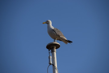 Seagull on flagpost with blue sky background