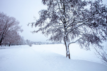 Magnificent winter landscape with a beautiful tree in the foreground and a village in the distance. Valdai