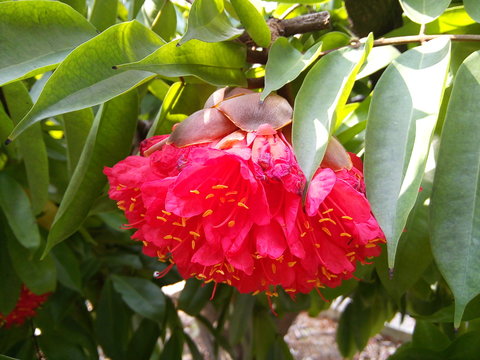 Blooming rose of Venezuela or brownea grandiceps flower in the garden.