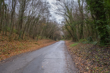 road in a forest in autumn, Normandy