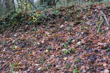 Obraz premium Leaves in autumn, Normandy, France