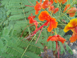 Blooming barbados pride or caesalpinia  flower in the garden.