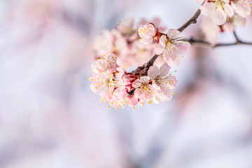 Pink apricot tree blossom in the city park on spring sunny day. Beautiful nature background. Toned photo, close up, shallow depth of the field.