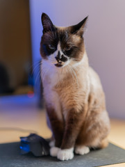 Cat sitting over mouse pad