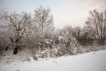 Snow-covered trees by the road