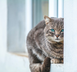 Cute gray cat sitting on the windowsill of the house outdoor. Beautiful day, close up, copy space