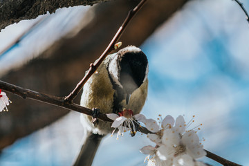 Great tit (Parus major) on a branch in the city park on spring sunny day. Beautiful nature background