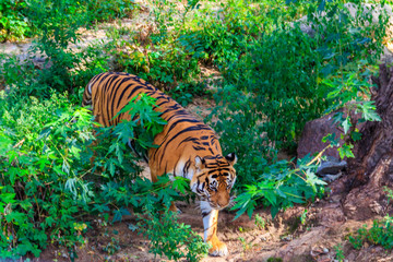 Portrait of a tiger (Panthera tigris)