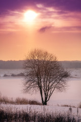 Fototapeta na wymiar lonely tree in middle of frozen field . Selective focus on tree. Toned.