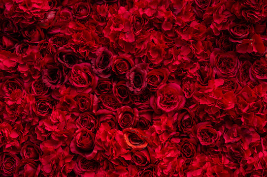 Beautiful background with red roses. Background for the holiday for your greeting card