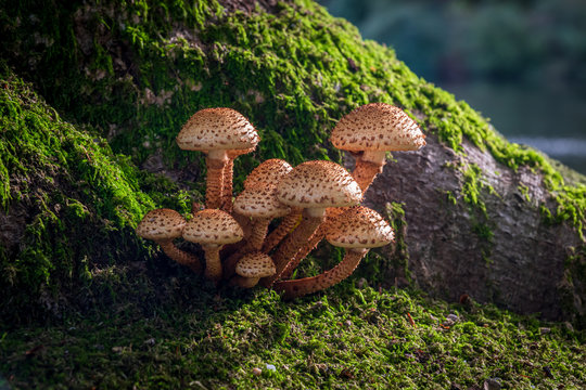 Pholiota squarrosa or shaggy scalycap on a moss-covered tree. Beautiful group of scaly mushrooms between green moss covered tree trunk. Autumn fall season, fungi, toadstool, Schubbige bundelzwam