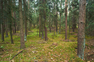 spruce forests with amount of moss