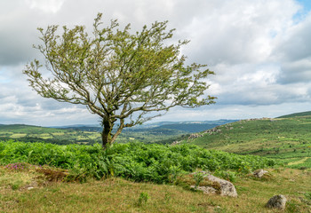 Fototapeta na wymiar Isolated Hawthorn tree in English landscape near Haytor Rock in Dartmoor, England. Rocky landscape with green ferns, granite stones and grass. 