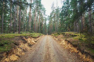Dirt road in autumn forest