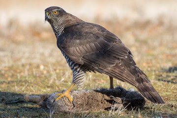 Adult wild azor, Accipiter gentilis, feeding on a rabbit that has hunted. Leon, Spain