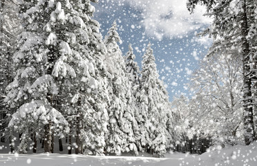 Naklejka premium Nevicata sul bosco