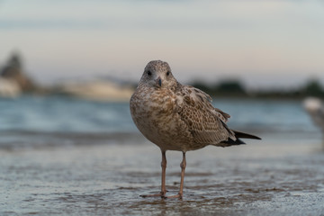Close up seagull bird standing on coastal shore next to a large lake in the evening time