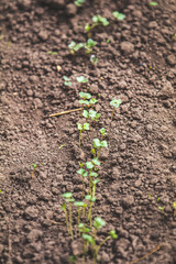 Young green seedling growing from the soil in springtime, in outdoor garden