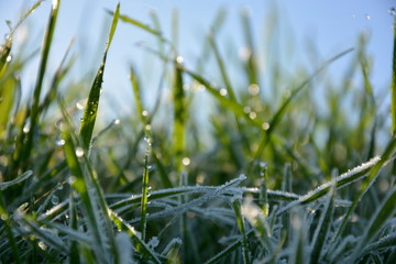 Gras, Frost,Hintergrund,Wassertropfen