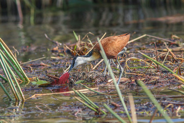 Jacana feeding