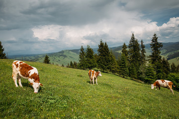 Fototapeta na wymiar Beautiful cows on a meadow somewhere in Transylvania.