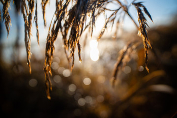 Close up of water drop on a reed plume with rising sun in the early morning