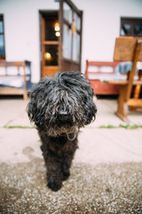 Cute Hungarian Puli dog in front of a traditional house.