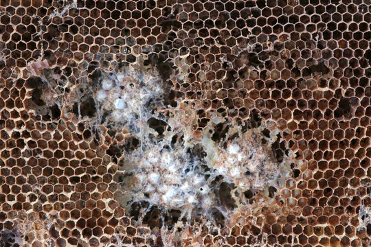 Wax moth damage on bee hive frames