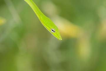 Oriental Whip snakes (Ahaetulla prasina) a very common rear-fanged venomous snake in Thailand. Abstract green nature blurred background.