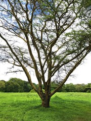 Trees in African savannah nature landscape