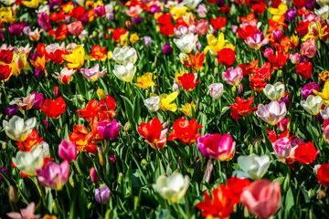 One of the world's largest flower gardens in Lisse, the Netherlands. Close up of blooming flowerbeds of tulips, hyacinths, narcissus